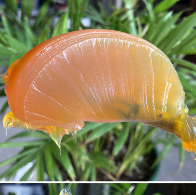 Gordura sintética de lítio branco pesada para mecanismos e fechaduras de manobras do teto solar